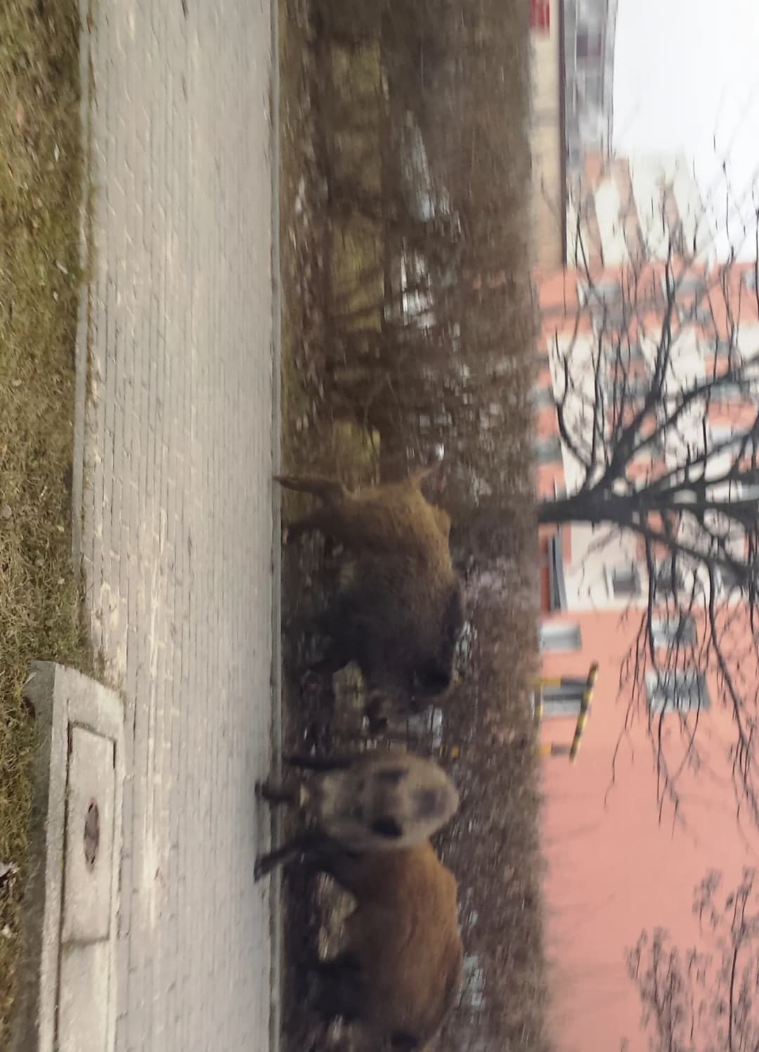 Co robić, gdy dziki na osiedlu zagrażają bezpieczeństwu?